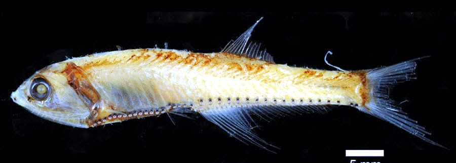 Bonapartia pedaliota_aus_04.jpg